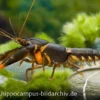 Feuerkrebs, Cherax Sp. 'Orange Tip'