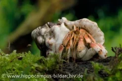 5 Kleine Landeinsiedlerkrebse, Coenobita Spec. -Huisdierbenodigdheden Serie 12441 Landeinsiedlerkrebs Coenobita pseudorugosus