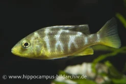 Pfauen-Maulbrüter, Nimbochromis Venustus, DNZ