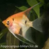 Skalar Red Devil, Pterophyllum Scalare