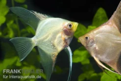 Skalar Mix, Pterophyllum Scalare, Größe XL, DNZ