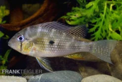 Heckels Buntbarsch, Acarichthys Heckelii -Huisdierbenodigdheden Serie 80102 Heckels Buntbarsch Acarichthys heckelii