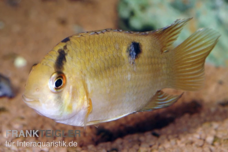 Maronibuntbarsch, Aequidens Maronii 1 Maronibuntbarsch, Aequidens Maronii