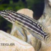 Vierstreifen-Schlankcichlide, Julidochromis Regani KIPILI, DNZ