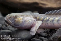 Lila Aalgrundel, Gobioides Broussonnetii