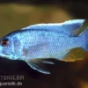 Azurcichlide, Sciaenochromis Ahli "Eisberg", DNZ
