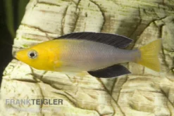 Blauer Heringscichlide, Cyprichromis Leptosoma "Tricolor", DNZ