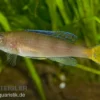 Blauer Heringscichlide, Cyprichromis Leptosoma "Utinta", DNZ