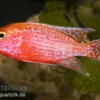 Aulonocara Spec. Firefish, DNZ