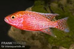 Aulonocara Spec. Firefish, DNZ