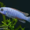 Schabemaul-Buntbarsch, Labeotropheus Trewavasae "Blue"