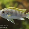 Perlmutt-Labidochromis, Labidochromis Spec. Perlmutt, DNZ