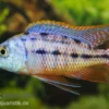 Protomelas Taeniolatus Boadzulu "Red Empress", DNZ