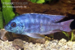 Protomelas Spilonotus "Tanzania", DNZ