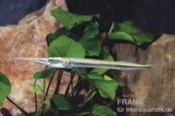 Nadelfisch, Xenentodon Cancila (ausgelist)