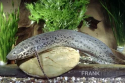 Westafrikanischer Lungenfisch, Protopterus Annectens