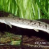 Zaire-Flösselhecht, Polypterus Delhezi