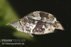 Blattfisch, Monocirrhus Polyacanthus 5 Blattfisch, Monocirrhus Polyacanthus -Huisdierbenodigdheden Serie 81931 Blattfisch Monocirrhus polyacanthus