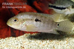 Steindachners Zwergbuntbarsch, Apistogramma Steindachneri