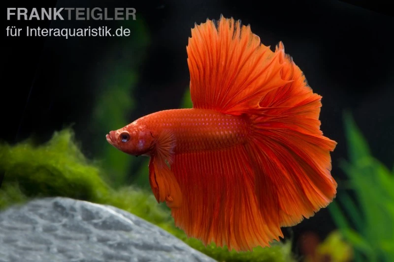 Halfmoon Kampffisch Rot, Männchen, Betta Splendens 1 Halfmoon Kampffisch Rot, Männchen, Betta Splendens