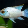 Aequidens Pulcher Spec. Neonblue