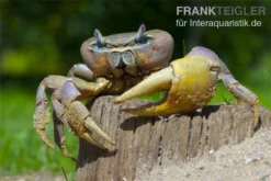 Indonesische Riesenlandkrabbe, Cardisoma Carnifex 7 Indonesische Riesenlandkrabbe, Cardisoma Carnifex -Huisdierbenodigdheden Serie 82992 Cardisoma carnifex 3