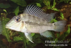 Einpunktdämon, Satanoperca Lilith