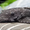 Blue Medusa Pleco (LDA 74), Ancistrus Macrophthalmus