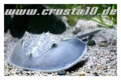 Pfeilschwanzkrebs, Carcinoscorpius Rotundicauda (Meerwasser)