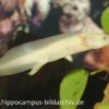 Axolotl Albino XL, Ambystoma Mexicanum 15 Cm