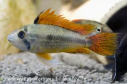 Kakaduzwergbuntbarsch Doppelrot, Apistogramma Cacatuoides, Paarweise -Huisdierbenodigdheden Serie 8897 Kakaduzwergbuntbarsch doppelrot Apistogramma cac