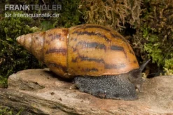 Tiger-Achatschnecke, Achatina Achatina -Huisdierbenodigdheden Serie Achatina achatina 1 WWTFT0300