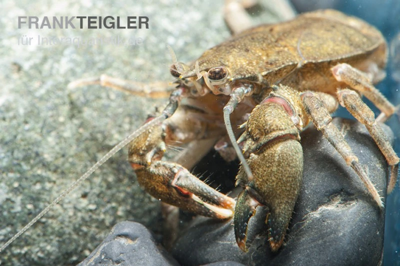 Krabbenkrebs, Aegla Platensis 2 Krabbenkrebs, Aegla Platensis – Bild 2