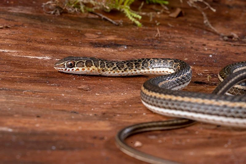 Ägyptische Sandrennnatter, Psammophis Sibilans 3 Ägyptische Sandrennnatter, Psammophis Sibilans – Bild 3