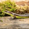 Afrika-Skink, Trachylepis Polytropis