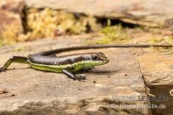 Afrika-Skink, Trachylepis Polytropis -Huisdierbenodigdheden Serie Afrika Skink Trachylepis polytropis 3