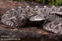 Afrikanische Eierschlange, Dasypeltis Scabra -Huisdierbenodigdheden Serie Afrikanische Eierschlange Dasypeltis scabra neu 3