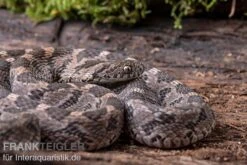Afrikanische Eierschlange, Dasypeltis Scabra -Huisdierbenodigdheden Serie Afrikanische Eierschlange Dasypeltis scabra neu 6
