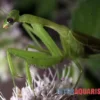Afrikanische Gottesanbeterin, Sphodromantis Bioculata