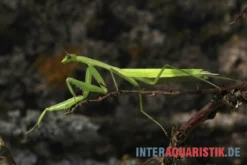 Afrikanische Gottesanbeterin, Sphodromantis Bioculata -Huisdierbenodigdheden Serie Afrikanische Gottesanbeterin Sphodromantis bioculata 3