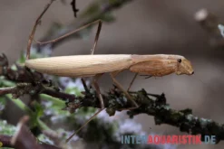 Afrikanische Gottesanbeterin, Sphodromantis Bioculata -Huisdierbenodigdheden Serie Afrikanische Gottesanbeterin Sphodromantis bioculata 4