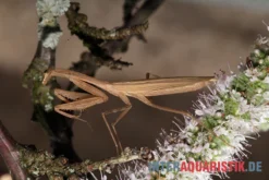 Afrikanische Gottesanbeterin, Sphodromantis Bioculata -Huisdierbenodigdheden Serie Afrikanische Gottesanbeterin Sphodromantis bioculata 5