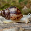 Afrikanische Albino-Riesenschnecke, Achatina Reticulata "albino", DNZ