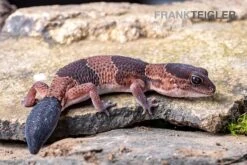 Afrikanischer Fettschwanzgecko, Hemitheconyx Caudicinctus -Huisdierbenodigdheden Serie Afrikanischer Fettschwanzgecko Hemitheconyx caudicinctus 5
