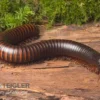 Afrikanischer Riesentausendfüßer, Archispirostreptus Gigas