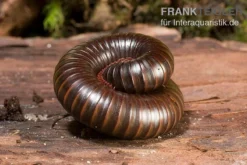 Afrikanischer Riesentausendfüßer, Archispirostreptus Gigas -Huisdierbenodigdheden Serie Afrikanischer Riesentausendfuesser Archispirostreptus gigas 05