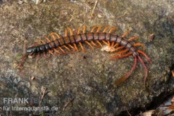 Schwarzkopf-Fähnchenskolopendra, Alipes Multicostis -Huisdierbenodigdheden Serie Alipes multicostis Schwarzkopf Faehnchenskolopendra Alipes multicostis 1