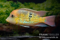 Alto-Sinu-Erdfresser, Geophagus Sp. Alto Sinu