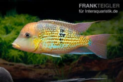 Alto-Sinu-Erdfresser, Geophagus Sp. Alto Sinu -Huisdierbenodigdheden Serie Alto Sinu Erdfresser Geophagus sp Alto Sinu 06
