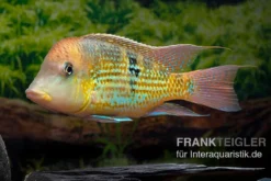 Alto-Sinu-Erdfresser, Geophagus Sp. Alto Sinu -Huisdierbenodigdheden Serie Alto Sinu Erdfresser Geophagus sp Alto Sinu 08